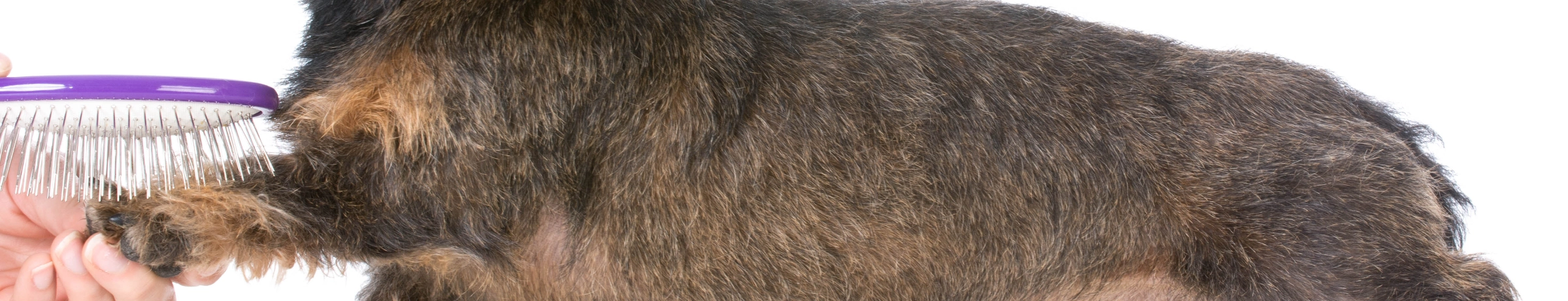 Image Gallery tec-nut.com for Dorking Pet Grooming -  Pet grooming, Free website template, Website Builder, Free Website,  Pet spa services, New Company, Simple Website, No Coding Website, Free Website, Tec-Nut.com Websites,  Pet haircuts,  Dog grooming services
